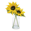 Sunflower in Vase (Set of 2) 12”H Polyester/Glass