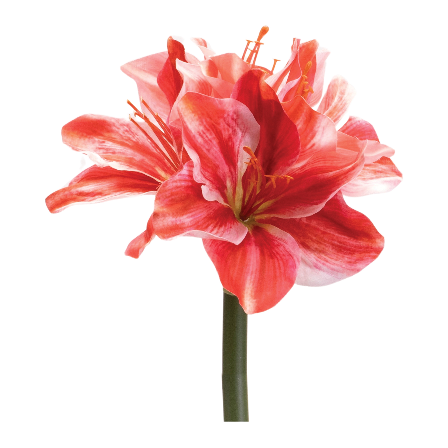 Amaryllis (Set of 6) 17.5”H Polyester