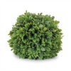 Boxwood Orb (Set of 2) 7.5”D Plastic