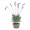 Potted Lavender (Set of 4) 20”H Polyester/Cement