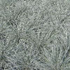 Grass-Festuca g. 'Elijah Blue'