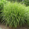 Grass-Miscanthus s. 'Strictus'