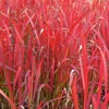 Grass-Imperata c. 'Red Baron'