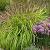 Grass-Pennisetum a. 'Lemon Squeeze'