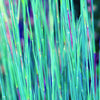Grass-Schizachyrium s. 'The Blues'