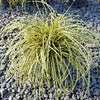 Grass-Carex o. Evercolor® 'Everoro