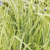 Grass-Calamagrostis x a. 'Overdam'