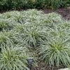 Grass-Carex Feather Falls™