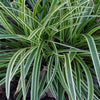 Grass-Carex morrowii 'Ice Dance'