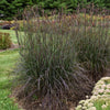 Grass-Andropogon g. 'Blackhawks'