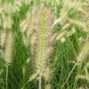 Grass-Pennisetum a. 'Hameln'