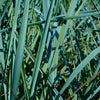Grass-Leymus a. 'Blue Dune'