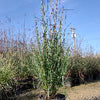 Grass-Andropogon g. 'Red October'