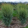 Grass-Panicum v. 'Totem Pole'