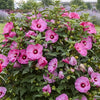 Hibiscus Summerific® 'Candy Crush'
