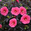 Hibiscus Summerific® 'Evening Rose'