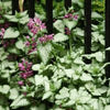 Lamium m. 'Beacon Silver'