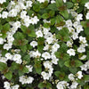 Veronica 'Whitewater'