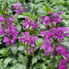 Lamium m. 'Orchid Frost'