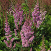 Astilbe c. 'Maggie Daley'