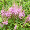 Astilbe c. 'Pumila'