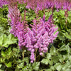 Astilbe c. 'Visions'
