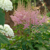 Astilbe c. 'Visions in Pink'