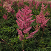 Astilbe 'Rheinland'