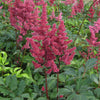 Astilbe x a. 'Fanal'