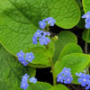 Brunnera macrophylla