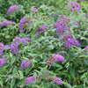 Buddleia Lo & Behold® 'Purple Haze'
