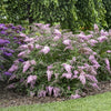 Buddleia 'Pink Cascade II'