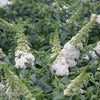 Buddleia Pugster White®