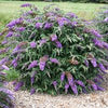 Buddleia 'Violet Cascade'