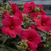 Hibiscus 'Summer Carnival'