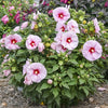 Hibiscus Summerific® 'All Eyes On Me'