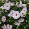 Hibiscus Summerific® 'Ballet Slippers'