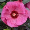 Hibiscus Summerific® 'Berry Awesome'