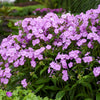 Phlox 'Fashionably Early Princess'