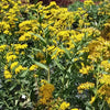 Solidago s. 'Solar Cascade'
