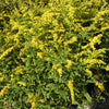 Solidago r. 'Fireworks'