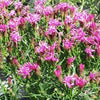 Vernonia l. 'Iron Butterfly'