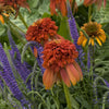 Echinacea 'Hot Papaya'
