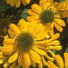 Echinacea 'Mellow Yellows'