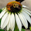 Echinacea p. 'White Swan'