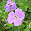 Geranium 'Rozanne'