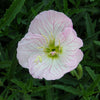 Oenothera 'Siskiyou'