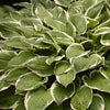 Hosta 'Francee'