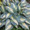 Hosta 'High Society'