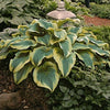 Hosta montana 'Aureo-Marginata'